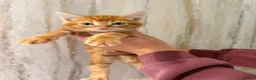 Maine Coon cats for sale: Half Maine coon kittens  - Advert 3