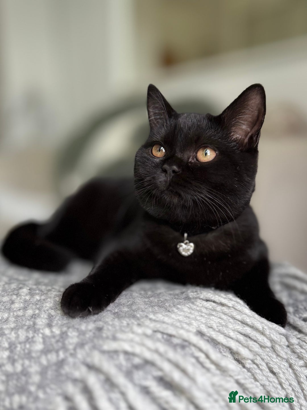Scottish Fold cats for sale: Lovely Scottish straight girl - Image 2