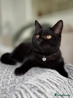 Scottish Fold cats - Advert 11