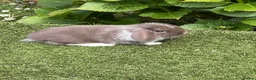 Mini Lop rabbits for sale: Pure bred mini lops baby rabbits  - Advert 15
