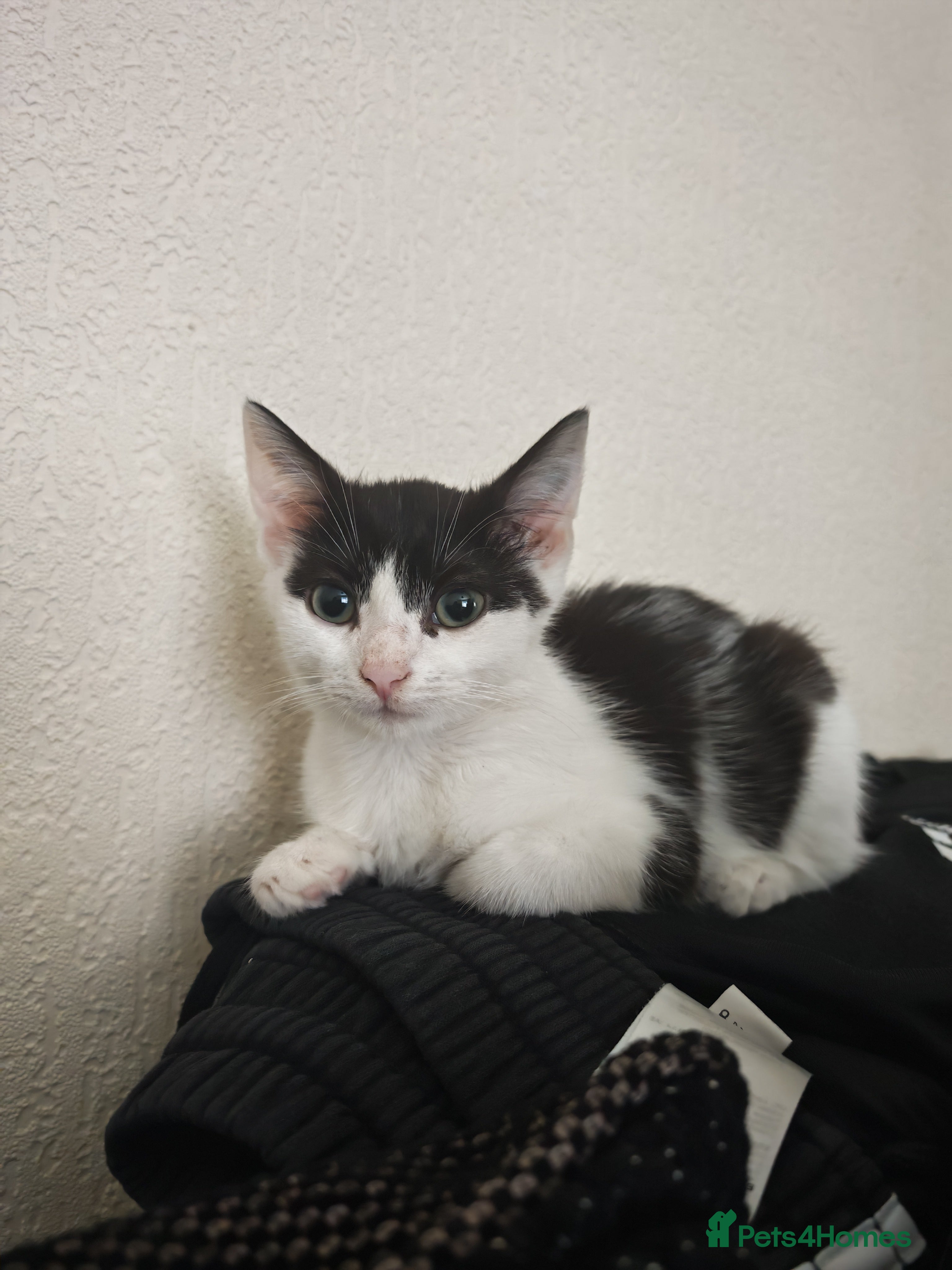 Mixed Breed cats Kitten 4 months old  - Advert 2