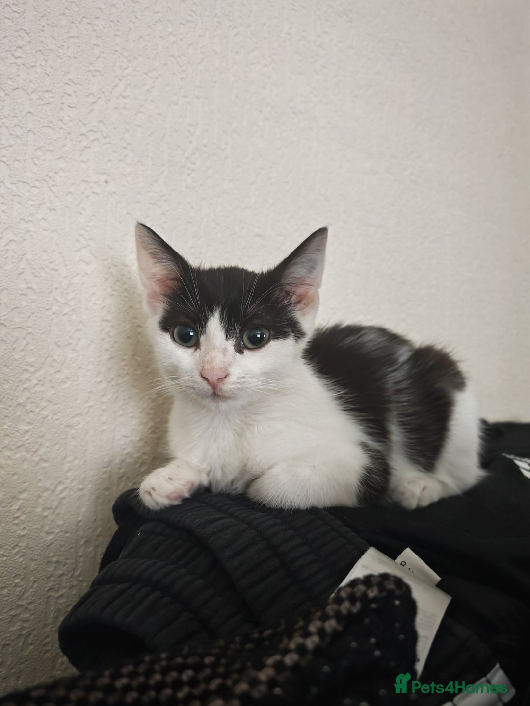 Mixed Breed cats for sale: Kitten 4 months old  - Advert 1