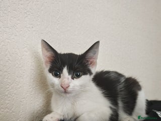 Mixed Breed cats Kitten 4 months old - Advert 2