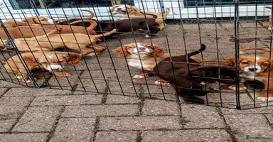 Cocker Spaniel dogs - Advert 10