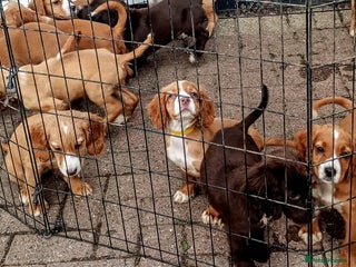 Cocker Spaniel dogs - Advert 11