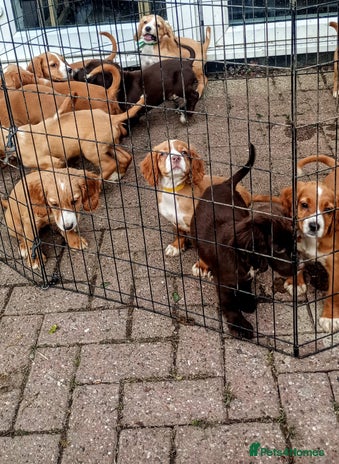 Cocker Spaniel dogs - Advert 15