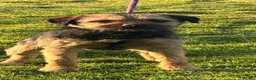 Border Terrier dogs for sale: Lovely border terrier  - Advert 3