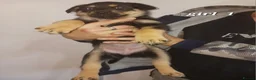 Mixed Breed dogs for sale: Rottsky puppies for sale  - Advert 5