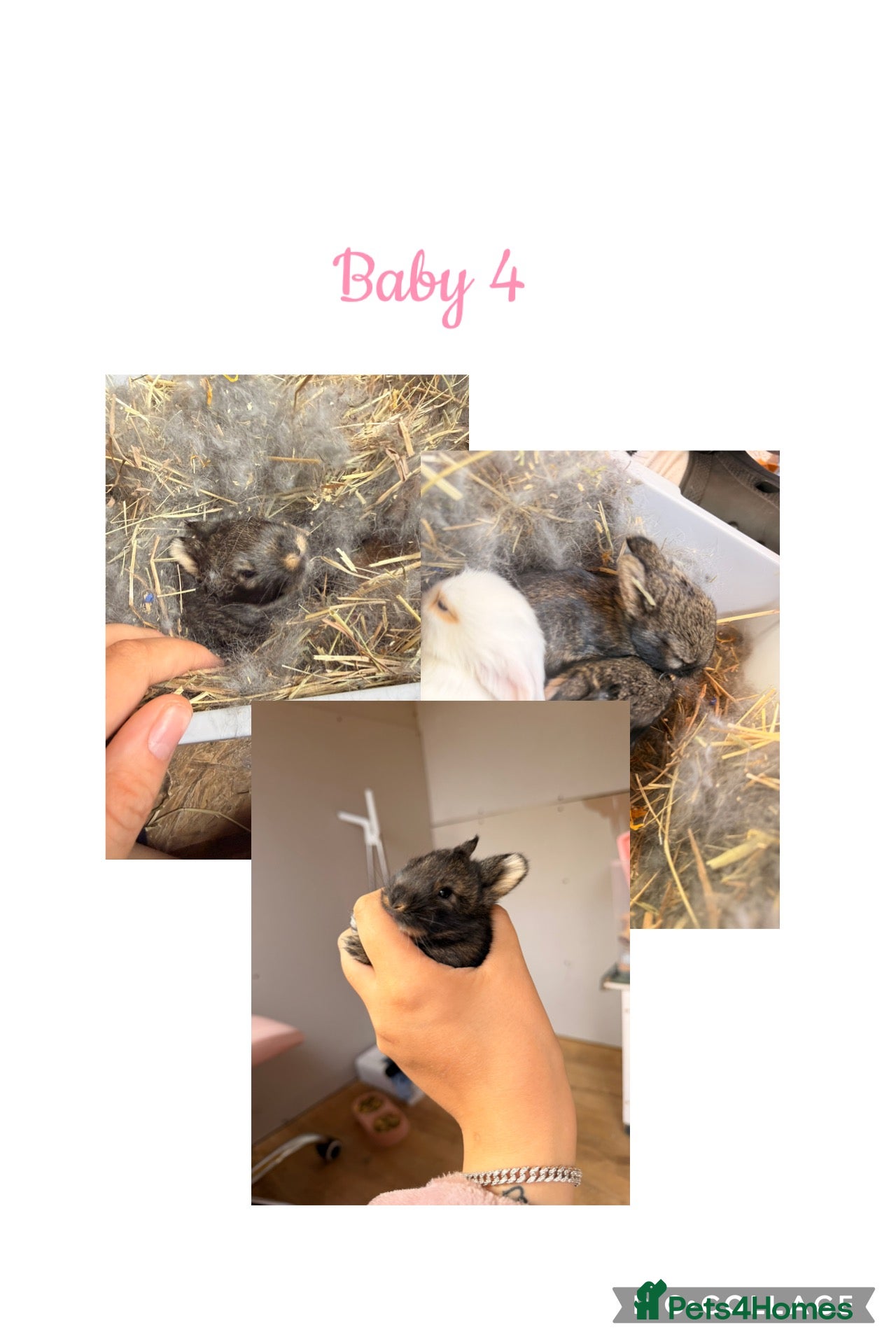 Mini Lion Lop rabbits Mini lion lop*X Netherland dwarf  - Advert 1
