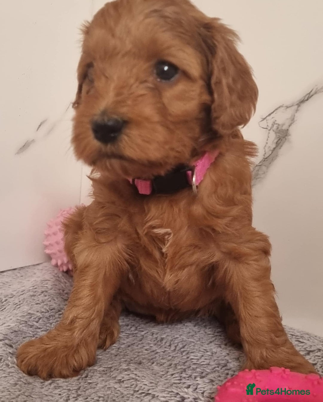Cockapoo dogs for sale: Cockapoo's - Image 7