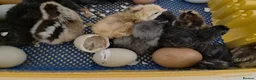 Chickens poultry for sale: Newborn chicks for sale in London  in Northolt - Advert 10