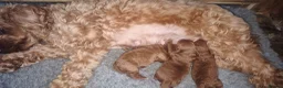 Cockapoo dogs for sale: F1b cockapoo puppies - Advert 7