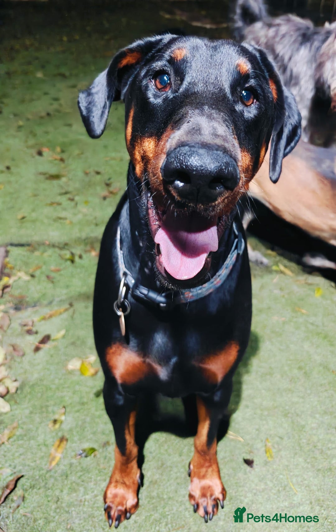 Dobermann dogs for sale: A Stunning strong KC Reg Black & Tan Doberman - Advert 3