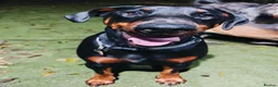 Dobermann dogs for sale: A Stunning strong KC Reg Black & Tan Doberman - Advert 3
