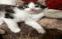 Bengal cats for sale: 2 male and 2 female kittens for sale x  - Image 4