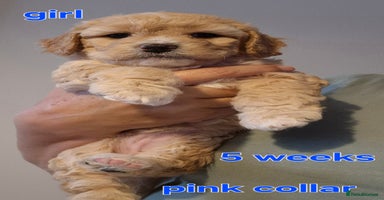Cavapoochon dogs - Advert 14