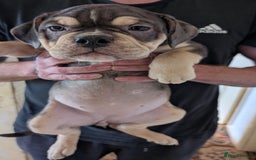 English Bulldog dogs for sale: olde English bulldogs LAST THREE FEMALES. - Image 4