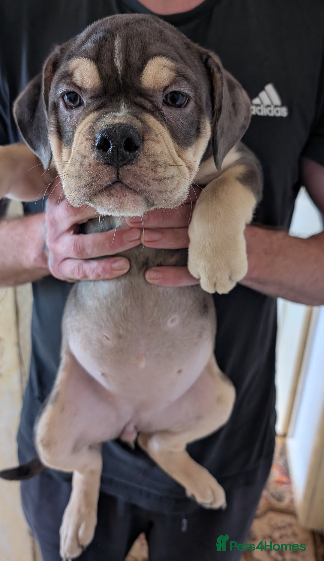 English Bulldog dogs for sale: olde English bulldogs LAST THREE FEMALES. - Image 4