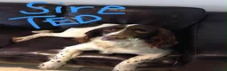 English Springer Spaniel dogs for sale: HEALTH TESTED QUALITY ENGLISH SPRINGER SPANIELS  - Advert 3