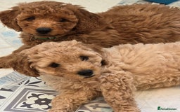 Cockapoo dogs for sale: F1B Cockapoo puppies - Image 5