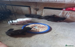 Bengal cats for sale: 7 week old kittens  - Image 7
