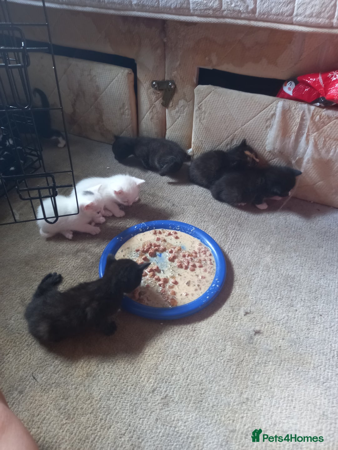Bengal cats for sale: 7 week old kittens  - Image 7