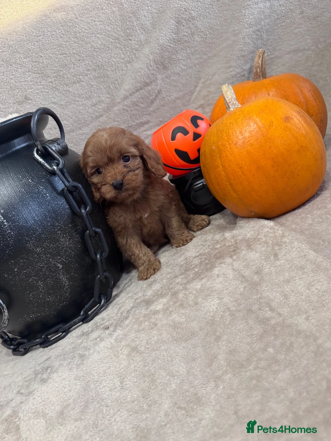 Cockapoo dogs for sale: Stunning fluffy deep red Cockapoos - Advert 1
