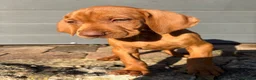 Hungarian Vizsla dogs for sale: Ready this weekend Beautiful litter.  - Advert 6