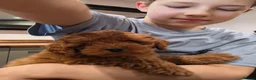 Cockapoo dogs for sale: Miniature Cockapoo F2b - Advert 3
