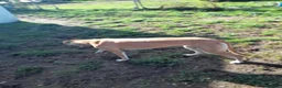Greyhound dogs for sale: FAWN GREYHOUND BITCH - Advert 2