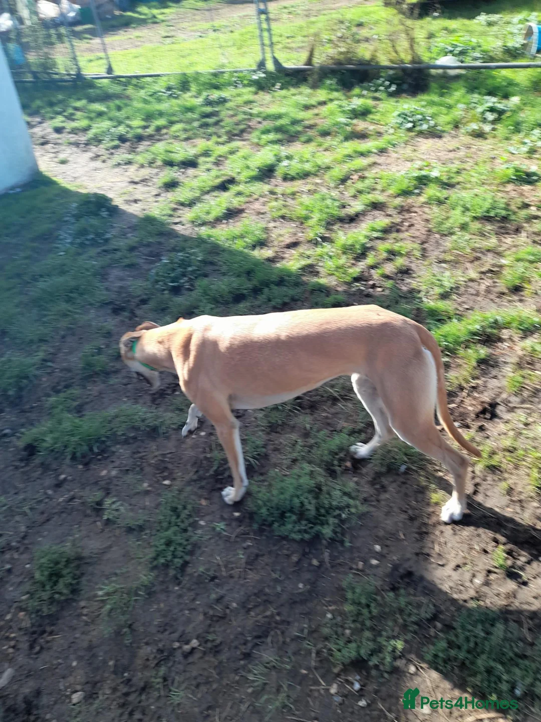 Greyhound dogs for sale: FAWN GREYHOUND BITCH - Advert 2