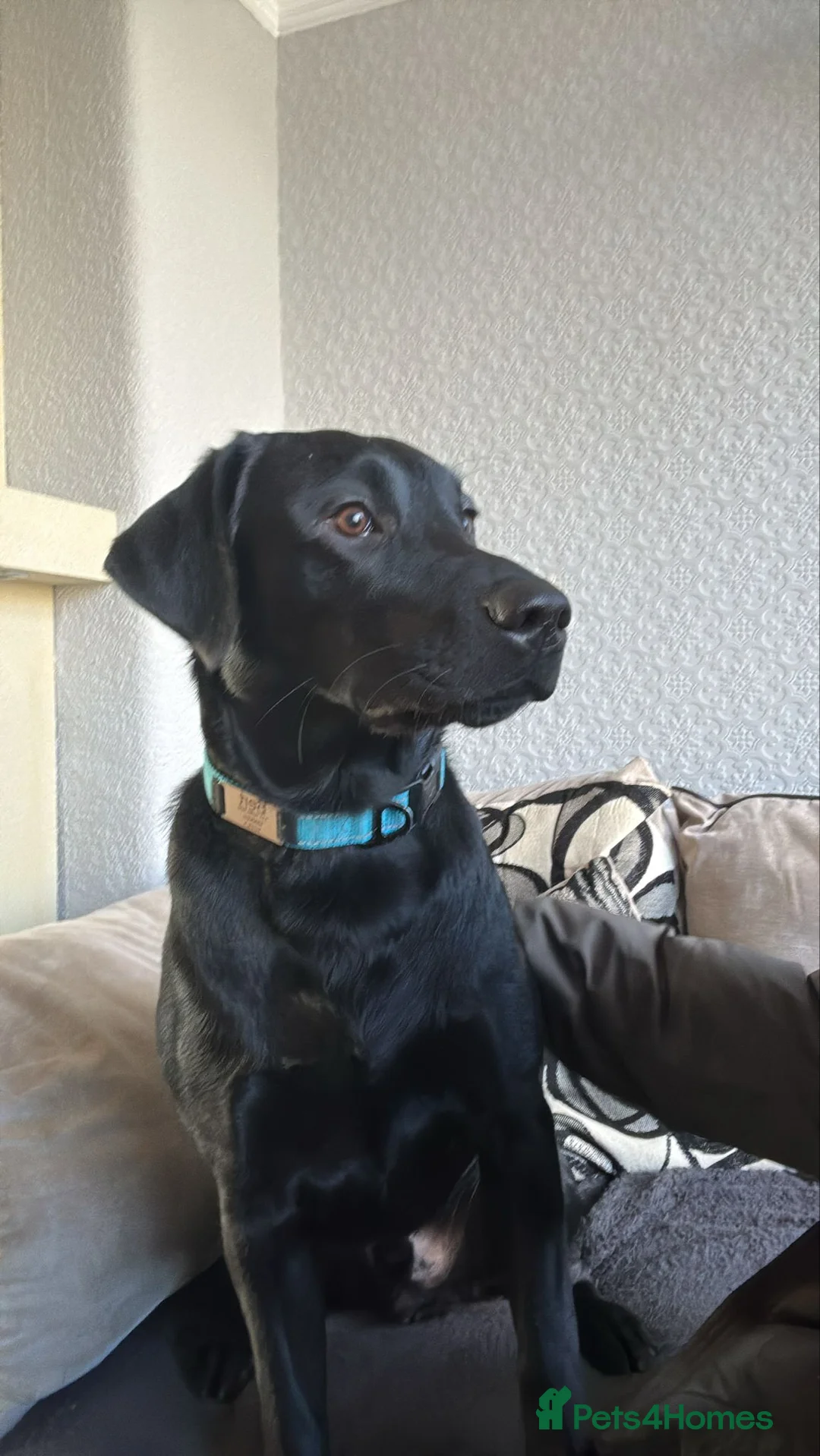 Labrador Retriever dogs for sale: Pet for sale  - Advert 5