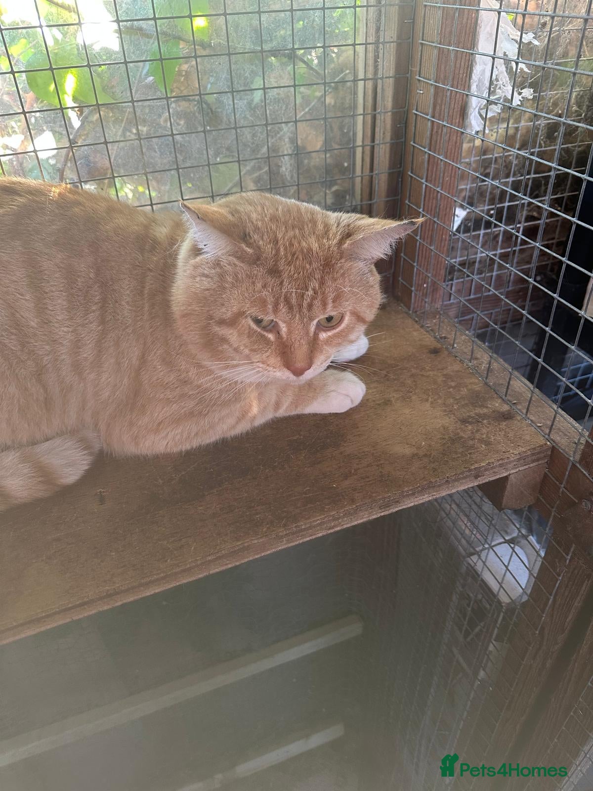 Mixed Breed cats Ginge - Advert 8