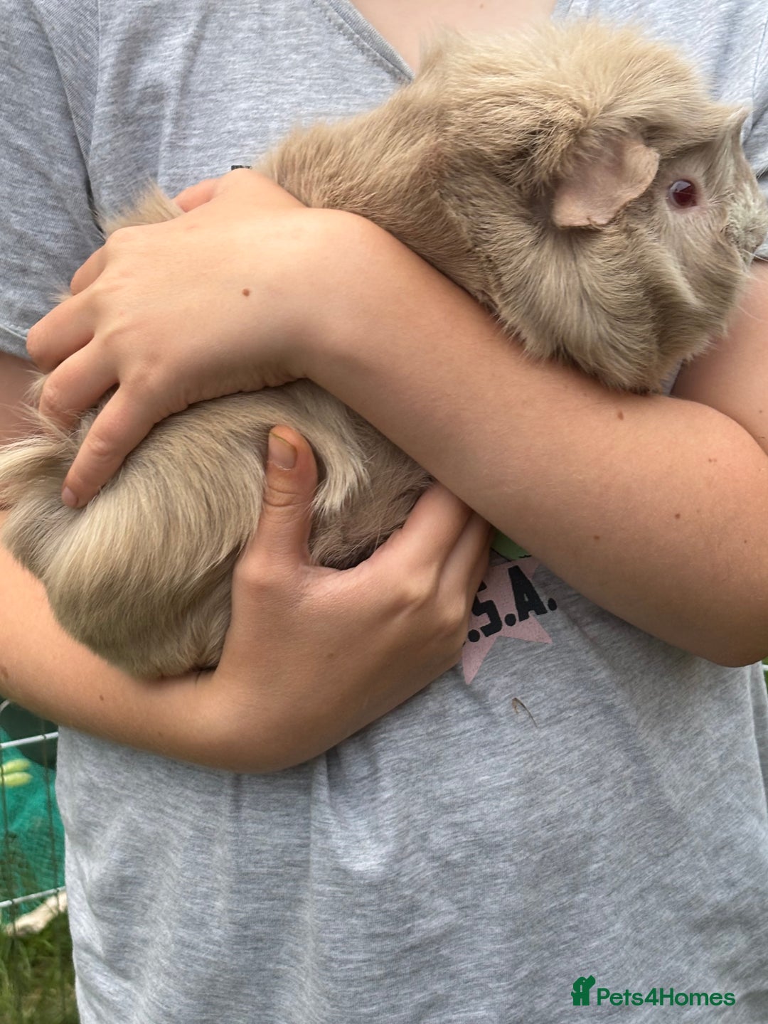 Guinea Pig rodents for sale: Quartzite / Graphite - Image 3