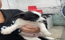 Jack Russell dogs for sale: Lollys baby  - Image 6