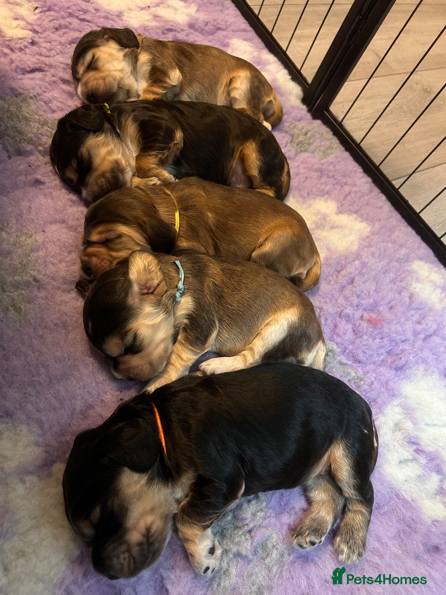 Cocker Spaniel dogs Show Cocker Puppies Arrived 🐾 - Advert 1