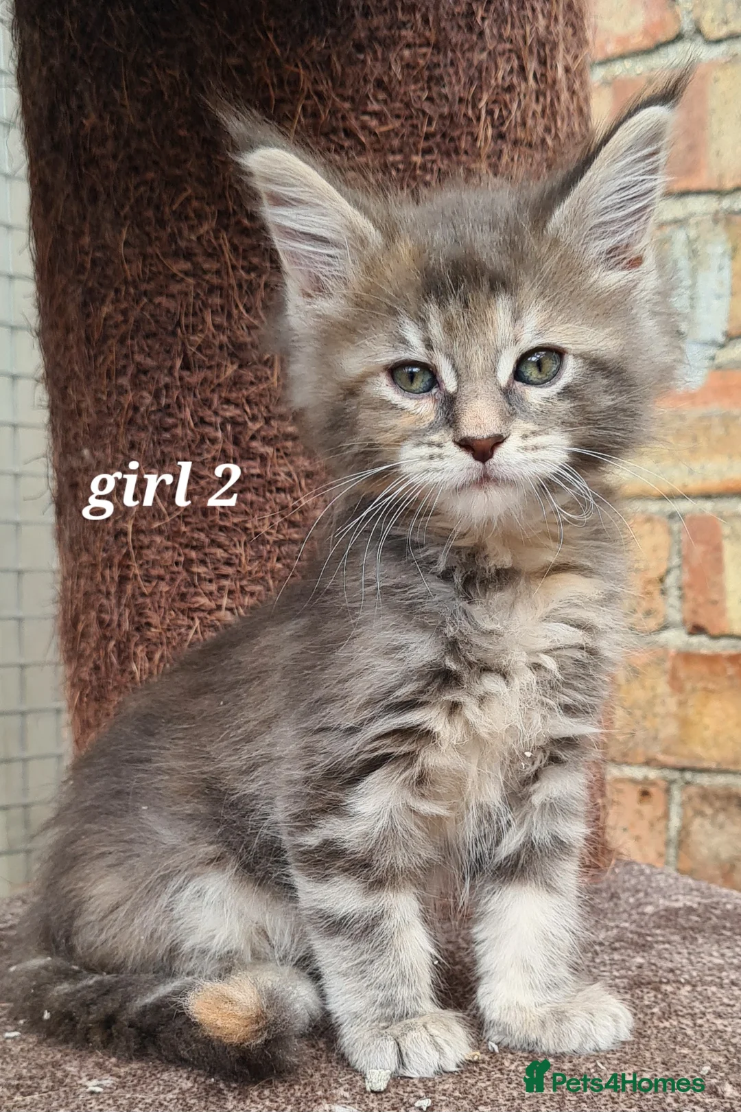 Maine Coon cats for sale: Pedigree tica mainecoon kittens - Advert 2