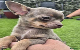 Chihuahua dogs for sale: Chihuahua female puppies  - Image 1