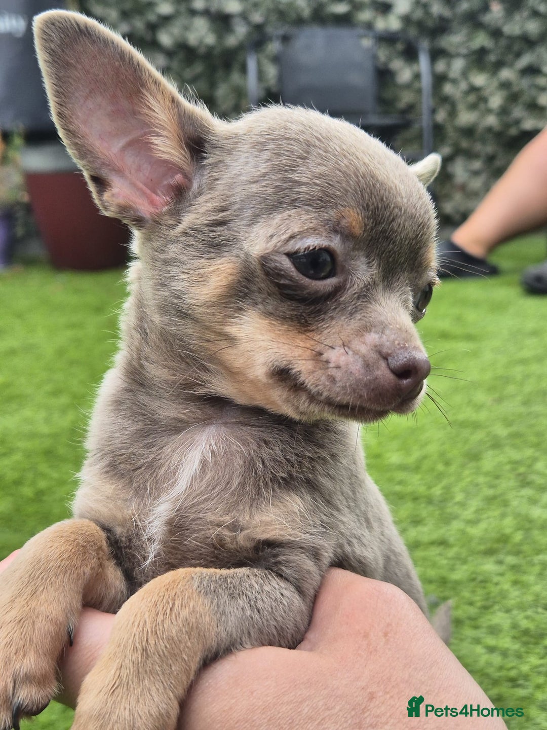 Chihuahua dogs for sale: Chihuahua female puppies  - Image 1