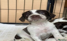 English Springer Spaniel dogs for sale: KC Springer Spaniel puppies 3 x girls available  in Hereford - Image 14