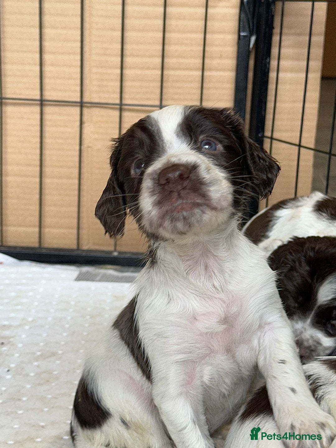 English Springer Spaniel dogs for sale: KC Springer Spaniel puppies 3 x girls available  in Hereford - Image 14