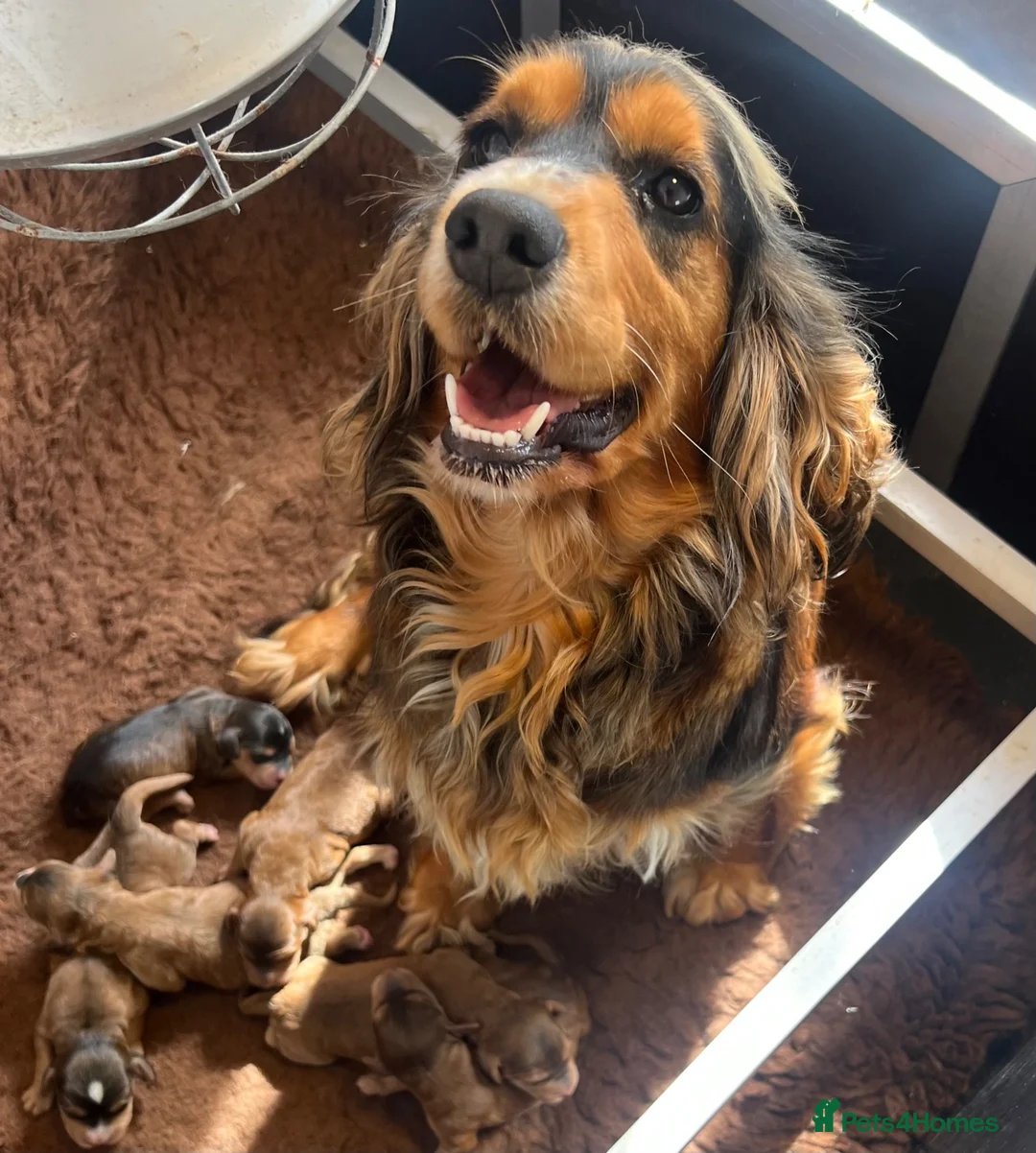 Cockapoo dogs for sale: Chocolate sable girl  - Advert 7