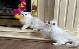 Persian cats for sale: Ready Persian Chinchilla kittens - Image 4
