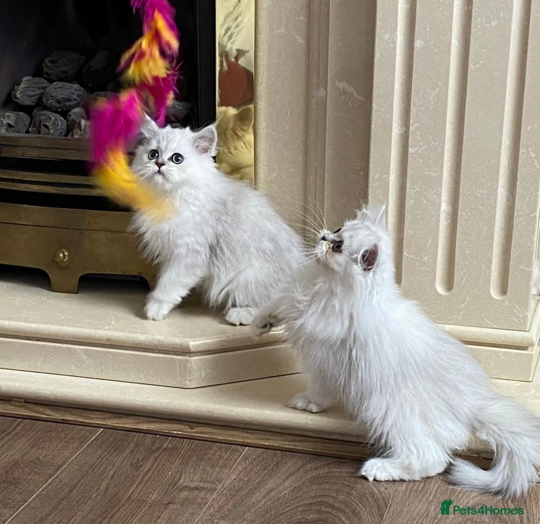 Persian cats for sale: Ready Persian Chinchilla kittens - Image 4