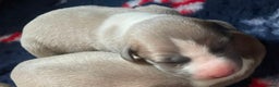 Whippet dogs for sale: KC  REG WHIPPET PUPS - Advert 21