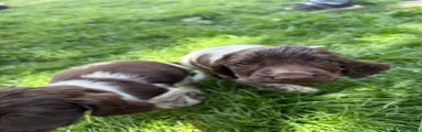 Cocker Spaniel 5