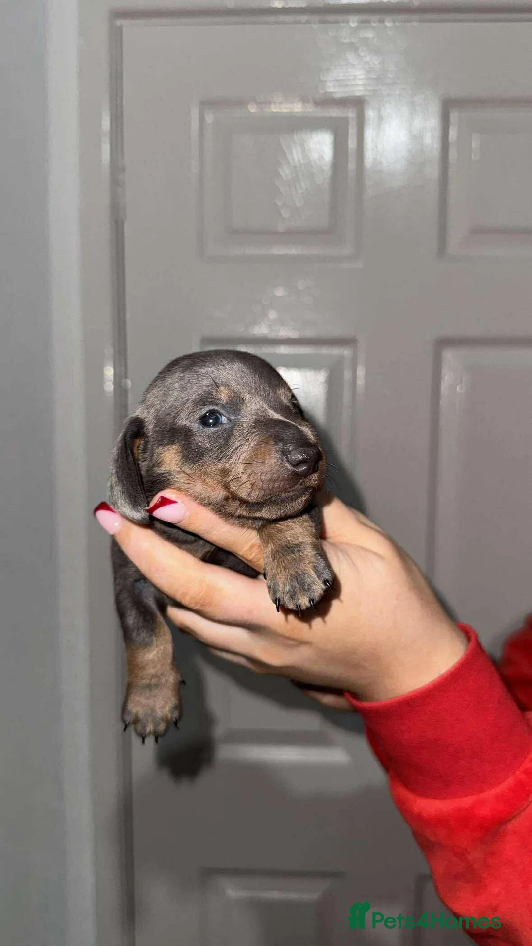 Miniature Dachshund dogs for sale: Tan & blue miniature dachshund boy - Advert 2