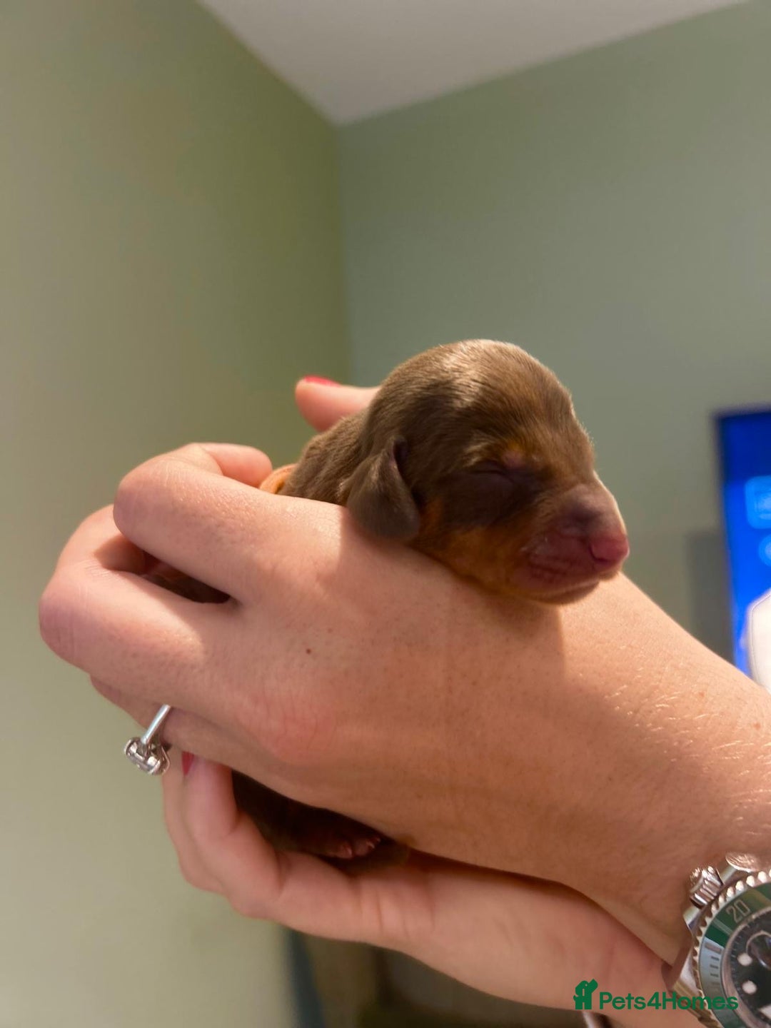 Dachshund dogs for sale: 9 Standard Dachshund Puppies KC Registered  - Image 11