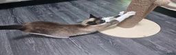 Snowshoe cats for sale: A VERY SPECIAL GIRL LOOKING FOR HER FOREVER HOME - Advert 3