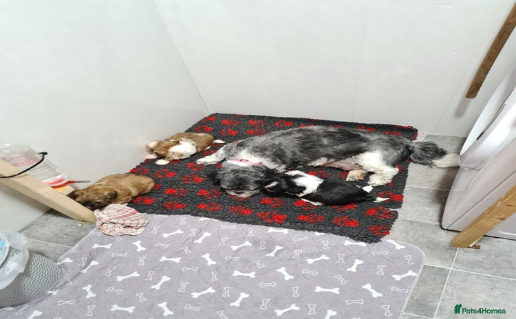 Shih Tzu dogs - Advert 7